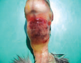 A subcutaneous haemorrhagic oedema in the region of the neck about the site of MD vaccine application.
P. aeruginosa is widely distributed in the soil, water and the environment. The high humidity favours its development. Susceptible avian species are chickens, turkeys, pheasants, ducks, goose, ostriches and exotic birds.
