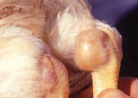 Arthrrtes and periarthrites are encountered in broilers as well as in growing birds. Tibiotarsal joints are most commonly affected. The skin and the mucous coats are the entrance door of the infection. The prevention is based upon detection and elimination of the causative agent. The strict hygiene in hatcheries and throughout the injection of birds is essential for the prevention of Pseudomonas infection. The test of isolates1 sensitivity is of most importance for the treatment, because the microorganism is resistant to a high number of antimicrobial drugs.