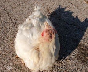 possibly be spread from sinuses to adjacent air-filled skull bones with subsequent necrosis and onset of neurological signs (opisthotonus and torticolis). The diagnosis is made on the basis of disease history, clinical signs, the lesions and the results of bacteriological studies. Fowl cholera should be differentiated from acute E. coli septicaemia, erysipeloid, fowl typhoid etc. The immunization of birds at the age of 8 -12 weeks gives very promising results. Many antibiotics and sulfonamides could lower death rate, but at discontinuation of the treatment, the disease could recur. Sulfonamides are appropriate for treatment, but they inhibit egg-laying.