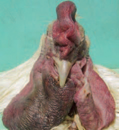 In turkeys a common finding is the unilateral or bilateral croupous pleuropneumonia