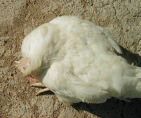 possibly be spread from sinuses to adjacent air-filled skull bones with subsequent necrosis and onset of neurological signs (opisthotonus and torticolis). The diagnosis is made on the basis of disease history, clinical signs, the lesions and the results of bacteriological studies. Fowl cholera should be differentiated from acute E. coli septicaemia, erysipeloid, fowl typhoid etc. The immunization of birds at the age of 8 -12 weeks gives very promising results. Many antibiotics and sulfonamides could lower death rate, but at discontinuation of the treatment, the disease could recur. Sulfonamides are appropriate for treatment, but they inhibit egg-laying.