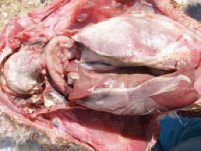The most characteristic gross lesion is the deposit of fibrinous exudate on the pericardium, the liver capsule or air sacs. The chronic lesions affect the skin and the joints. Although a tentative diagnosis could be made on the basis of observed clinical symptoms and lesions, it is confirmed upon the isolation and identification of RA. The RA infection should be distinguished from septicaemiae due to P. multocida, E. coli, Salmonella etc. The treatment with antibiotics (Flumequine) and sulfonamides IJrimetoprim, Sulfadiazine) has a varying success.