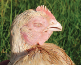 MG is characterized by respiratory symptoms and a prolonged course of the disease. Particularly susceptible are hens and turkeys at all ages. The aetiological agent is M. gallisepticum. In many cases however, the pathogenicity of the microorganism is enhanced because of its association with any or some of the following agents: E. coli, P. multocida, H. paragallinarum and IB or ND viruses. The most characteristic signs in adult flocks are tracheal rales, nasal discharge, coughing, decreased egg production. Most outbreaks are in broiler chickens older than 4 weeks. The course of the disease is more severe during the winter and in cases of associated infections. Often, conjunctivrtes, facial skin oedema and profuse tear secretion could be observed.