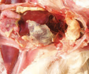 Often, the inflammation involves the adjacent serous coats and thus, fibrinous polyserosites occur.