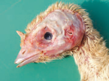 In turkeys, unilateral or bilateral swelling of periorbital sinuses, nasal discharge and conjunctivitis are observed. The inflammatory exudate is commonly fibrinous and is detected as diffuse accumulation after removal of overlying skin.