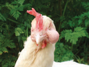 Sinusites are relatively rarely observed in hens. The positive agglutination tests of sera in several birds from the flock confirm the diagnosis. MG should be distinguished from other respiratory diseases in poultry. Pulmonary and air sacs lesions could be mistaken with similar findings in E. coli septicaemia or aspergillus's. In turkeys, P. multocida pneumonia should also be considered.