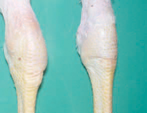 Mycoplasma synoviae (MS) infections could progress as either acute or a chronic systemic disease with symptoms of arthritis, synovitis and bursitis especially in hens and turkeys. The earliest signs are lameness, lying down and retarded growth. Often, oedemas of tibiotarsal joints and the drumstick are observed. The morbidity and death rates are moderate, under 10%. Young chickens at the age of 4-12 weeks and turkey poults at the age of 10-12 weeks are susceptible. Synovites are encountered all year round, but are prevalent during cold humid seasons or when the litter is wet.