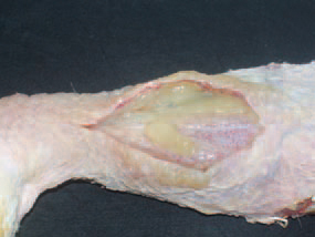 Affected birds get progressively exhausted. When the joints and tendon sheaths are open, a serofibrinous exudate is most commonly observed. The aetiological agent is M. synoviae. The microorganism shows a certain tropism to synovial structures as joints and tendon sheaths. An important route of dissemination of the agent is the transovarial trans-mission. The distribution by a horizontal route via the respira-tory tract is also possible. The commonly used means of diagnostics is ELISA. MS infections should be differentiated from staphylococcal infections, reoviral arthritis and RGT (see RGT).