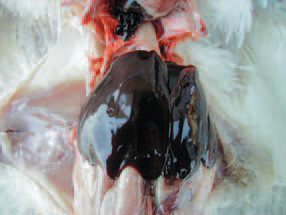 Chickens at the age of 25 weeks are usually affected, NE is also encountered in hens particularly near the period of the beginning of egg laying or peak egg laying, most commonly associated with coccidiosis. In acute cases, marked congestion of liver, responsible for its dark red to black appearance, is present.