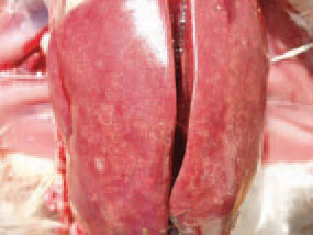 Cholangiohepatitis (CAH) in broiler chickens is characterized by inflammatory proliferative and dystrophic necrobiotic alterations in bile ducts and the liver parenchyma. Usually, no clinical signs are observed. The increased daily mortality is insignificant, although in some chickens, a retarded growth and dehydration could be present. Pathoanatomically, the liver is enlarged and with paler yellow colour. In some cases, its surface has a characteristic acinous appearance and in others is mottled with multiple small greyish-white or greenish foci.