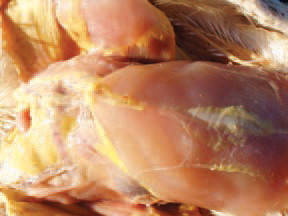 In some chickens, the sub-cutaneous fat and the body fat have an icteric tint.