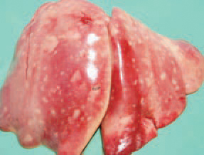 Sometimes, liver necroses reach 1 - 2 cm. in diameter and are surrounded by a haemorrhagic zone.