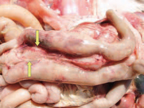 Frequently, adhesive peritonitis due to inflammatory involvement of adjacent serous coats is observed. Numerous domestic and wild birds (chickens, quails, turkeys, rock partridges, geese, partridges etc.) are susceptible. The chickens and the quails are the most vulnerable between 4 and 12 weeks of age where as turkeys between 3 and 8 weeks of age.