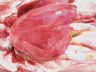 liver, a variety of dystrophic changes and necroses with different size and shape are detected. Necrotic foci in some cases are milliary.