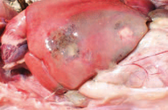 In some instances, necrotic foci involve large parts of the liver and are infiltrated by haemorrhages. The aetiolo-gical agent is distributed with the excreta of acutely ill and recovered birds and persists in soil for many months. The incubation period is 1 - 3 days. The death rate in chickens varies from 2% to 10% and in quails reaches 100%. The outbreaks of UE in chickens are often associated with or come after coccidioses, CIA, IBD or stress conditions.