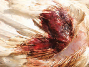 The gangrenous dermatitis (GD) is a disease affecting fattening and growing birds, characterized with necrotization of different skin areas and a severe cellulitis of the subcutaneous tissue. The sudden and quick increase in death rates is often the first signal for the incidence of GD. The affected birds die after less than 24 h. The death rate is from 1% to 60%. The lesions are dark red to blue green macerated skin areas, usually featherless, beginning generally from wings and the adjacent areas.