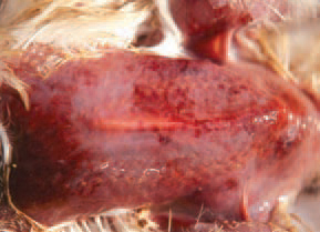 The gangrenous dermatitis (GD) is a disease affecting fattening and growing birds, characterized with necrotization of different skin areas and a severe cellulitis of the subcutaneous tissue. The sudden and quick increase in death rates is often the first signal for the incidence of GD. The affected birds die after less than 24 h. The death rate is from 1% to 60%. The lesions are dark red to blue green macerated skin areas, usually featherless, beginning generally from wings and the adjacent areas.