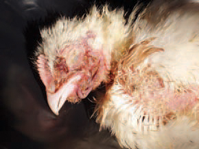 . Most outbreaks are encountered in broilers at the age of 4 - 8 weeks. The disease is also observed in stock layer hens at the age of 6 - 20 weeks and broiler parents at the age of 20 weeks. The outbreaks are frequently observed in extremely wet and warm premises. The gangrenous dermatitis affects birds while still alive. In more s evere cases, the gangrene could begin and involve the skin of the head, neck and the breast. Affected skin is macerated or totally necrotic, resulting in exposure of underlying tissues in a number of cases.