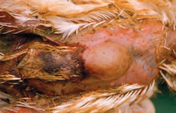 The GD agents are CI. septicum, CI. perfringens type A and Staphylococcus aureus, independently or in combination. The associated infection is more severe. The skin lesions are often crepitating and are detected in the regions of breast, abdomen, back or wings in both alive and dead birds.