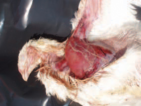 . Most outbreaks are encountered in broilers at the age of 4 - 8 weeks. The disease is also observed in stock layer hens at the age of 6 - 20 weeks and broiler parents at the age of 20 weeks. The outbreaks are frequently observed in extremely wet and warm premises. The gangrenous dermatitis affects birds while still alive. In more s evere cases, the gangrene could begin and involve the skin of the head, neck and the breast. Affected skin is macerated or totally necrotic, resulting in exposure of underlying tissues in a number of cases.