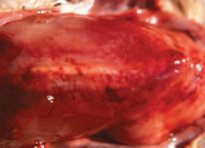 Underlying muscles are haemorrhagically infiltrated and also could contain gas among the muscle fibres. The increased susceptibility of birds to GD is related to immunodeficiency states secondary to CIA, IBD, IBH etc. Other predisposing factors are aflatoxicoses, the unbalanced or deficient diet or poor hygiene. The skin wounds are the entrance door of the infection.