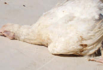 Botulism is an intoxication caused by the toxins of Clostridium botulinum. With the exceptions of vultures, most birds are susceptible. The clinical signs appear within a few hours to several days. Flaccid paresis of legs, wings, necks and eyelids is observed. The paresis is rapidly progressing to paralysis and the birds fall into a deep coma with neck and head typically extended forward. There are no typical gross lesions. The treatment with selenium, vitamins A, D and E as well as with some antibiotics as chlortetracycline, bacitracin etc. could reduce mortality rate.