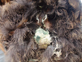 Spirochaetosis is a septicaemic disease characterized by depression, progressive paresis, paralysis and inflammatory necrobiotic changes in parenchymal organs and the gastrointestinal tract. The birds are depressed, cyanotic; greenish diarrhoea with considerable amounts of urates is observed.