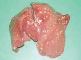 Avian tuberculosis is a chronic infectious disease characterized by the formation of granulomatous lesions in viscera, a progressive weight loss and death. It is usually encountered sporadically in birds reared in small yards, zoos and is a problem among caged exotic birds.