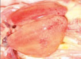 The viral inclusion body hepatitis (IBH) is an adenovirus infection characte-rized by haemorrhages and dystrophic necrobiotic changes in the liver and kidneys, accompanied by intranuclear inclusion bodies. A characte-ristic macroscopic lesion is the enlarged, dystrophic liver with yellowish colour and crumbly texture.