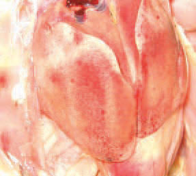 IBH outbreaks are encountered primarily in meat type chickens, most commonly at the age of 3-8 weeks. IBH often occurs as a secondary infection to immunodeficiency resulting from other diseases (IBD, CIA). On the background of dystrophic liver changes, haemorrhages of various intensity and size are outlined, thus creating a variety of liver lesions.