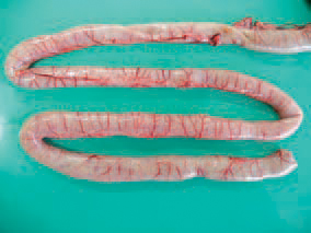HE is observed in turkeys at the age of 6 - 11 weeks but most commonly at the age of 7 - 9 weeks. As an exception, HE could be observed in turkeys under 4 weeks of age, presumably due to maternal antibodies. The small intestine, especially the duodenum, has a dark red colour and ramiform blood vessels prominating under the serous coat, and sometimes, haemorrhages are seen through the intestinal wall.