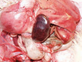 The spleen of infected birds is typically enlarged, haemorrhagic, crumbly, motted or marble-like. The aetiological agent of HE is an adenovirus of group (type) II (HEV). The viruses or marble spleen disease in pheasants (MSDV) and avian adenvirus splenimegaly (AAS) that are serglogically similar, beling to the same group.