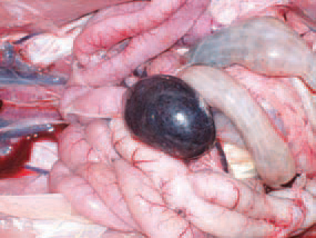 The spleen of infected birds is typically enlarged, haemorrhagic, crumbly, motted or marble-like. The aetiological agent of HE is an adenovirus of group (type) II (HEV). The viruses or marble spleen disease in pheasants (MSDV) and avian adenvirus splenimegaly (AAS) that are serglogically similar, beling to the same group.