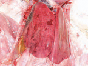 The liver is enlarged, crumbly and mottled with multiple haemorrhages, varying from petechiae to ecchymoses. Dead birds are in a good condition, with pale skin. Once having appeared in the farm, the infection is often recurring in other flocks. The HEV infection in turkeys results in a transient immunosuppression and consequently, a secondary E. coli septicaemia
