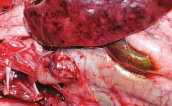 In many instances, the small intestinal and gastric serous coats are encompassed by petechial or striated haemorrhages.