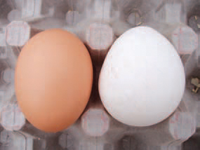 209.210.211</strong>The egg drop syndrome - 1976 (EDS 76) is an infectious disease in layer hens manifested by a quick drop in egg production, failure to reach peak production, irregularly shaped eggs, soft-shelled or shell-less eggs and depigmentation. The aetiological agent is an adenovirus of group III. The horizontal transmission occurs slowly in battery systems and rapidly in floor housing systems.
The first sign is the loss of egg pigmentation, rapidly followed by the appearance of soft-shelled, shell-less of deformed-shell eggs. If defective eggs are discarded, the remaining ones have no problem with fertilization and hatching. The drop could be sudden or prolonged. Usually, it lasts for 4-10 weeks and the egg production is reduced by about 40%. Apart the inactive ovaries and oviduct atrophy, other lesions are not discovered. The replication of the virus in epithelial cells of oviduct glands results in severe inflammatory and dystrophic changes in the mucous coat. The appearance of eggs with impaired quality and the dropped egg production are suggestive for EDS 76. The diagnosis is supported by some serological studies and is confirmed after isolation and identification of the virus. In many instances, no antibodies are detected in infected flocks until egg production approaches levels between 50% and peak production.