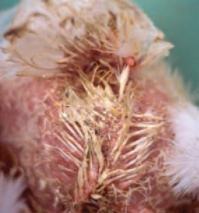 Infectious bursal disease (IBD, Gumboro) is an acute, highly contagious viral infection in chickens manifested by inflammation and subsequent atrophy of the bursa of Fabricius, various degrees of nephroso-nephritis and immunosuppression. Clinically the disease is seen only in chickens older than 3 weeks. The feathers around the vent are usually stained with faeces containing plenty of urates.