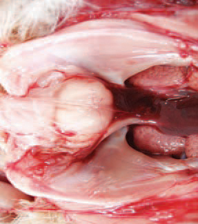In some cases, the bursa is filled with coagulated fibrinous exudate that usually forms casts with the shape of mucosal folds. In birds surviving the acute stage of the disease, the bursa is progressively atrophying. Microscopically, an atrophy of follicles into the bursa is observed secondary to inflammatory and dystrophic necrobiotic alterations.