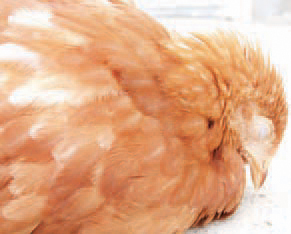 The period of most apparent clinical symptoms and high death rate is at the age of 3 - 6 weeks. IBD could however be observed as long as chickens have a functioning bursa (up to the age of 16 weeks). In chickens younger than 3 weeks, IBD could be subclinical, but injured bursa leads to immunosuppression. Also, diarrhoea, anorexia, depression, ruffled feathers, especially in the region of the head and the neck are present.
