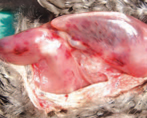 A natural IBD infection is mostly observed in chickens. In turkeys and ducks it could occur subclinical^, without immunosuppression. Most isolates of the IBD virus in turkeys are serologically different from those in chickens. In premises, once contaminated with the IBD virus, the disease tends to recur, usually as subclinical infection. The dead bodies are dehydrated, often with haemorrhages in the pectoral, thigh and abdominal muscles.
218. The IBD virus belongs to the Birnaviridae family of RNA viruses. Two serotypes are known to exist, but only serotype 1 is pathogenic. The virus is highly resistant to most disinfectants and environmental onditions. In contaminated premises, it could persist for months and in water, forage and faeces for weeks. The incubation period is short and the first symptoms appear 2-3 days after infection. The lesions in the bursa of Fabricius are progressive. In the beginning, the bursa is enlarged, oedematous and covered with a gelatinous transudate.