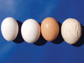 In layer hens infected with the IB virus, oophorites and dystrophic necrobiotic lesions affecting primarily the middle and the last thirds of oviduct's mucous coat are observed. The consequences are drop in egg production, appearance and increase in the number of de-formed and pigmentless eggs or eggs with soft shells and watery egg white.