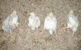 Aflatoxins are very toxic and carcinogenic mycotoxins, produced by moulds of the Aspergillus and Penicillium genera. In broilers, paralysis and lying down could be observed. The growth of affected birds is retarded.
