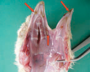 The Fusarium genus produces numerous mycotoxins, out of which, the most important for poultry pathology are trichothecenes, fumosinins, moniliformin, fusaro-chromanone and zearalenone. The Fusarium toxins possess a pronounced caustic effect, resulting in necroses and crusts of the buccal mucosa.