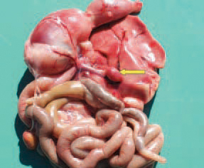 The high degree of spleen atrophy (arrow) is a common finding, a sign of the immunosuppressive effect of mycotoxins.