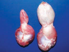 Frequently, the proventriculus is dilated at a various extent, its wall is thickened and in its mucous coat, fibrinous necrotic and haemorrhagic lesions are detected. The prevention from mycotoxicoses requires the detection and control of mycotoxin-contaminated forage components, avoidance of forage moulding and thus, the formation of mycotoxins. A screening of cereals and forages for the presence of some mycotoxins (aflatoxin, T-2 toxin, zearalenone) via ELISA is advised. The application of commercial mycotoxin-binding agents could possibly reduce the effects of some of them. In some mycotoxicoses, the systemic requirements for vitamins, minerals and proteins are increased and they could be balanced by supplementation with forage or water.