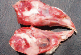 It is possible, although more rarely, to observe massive haemorrhages and sometimes, haematomas in the cerebellum. As an exception, brain lesions could also be present. The vitamin E deficiency is usually manifested in young birds -chickens, turkey poults, ducklings, pheasant poults etc. Most outbreaks are related to high levels of polyunsaturated fat in the diet (meat and bone meal, fish meal etc.) or rancid fat content.