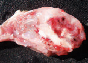 It is possible, although more rarely, to observe massive haemorrhages and sometimes, haematomas in the cerebellum. As an exception, brain lesions could also be present. The vitamin E deficiency is usually manifested in young birds -chickens, turkey poults, ducklings, pheasant poults etc. Most outbreaks are related to high levels of polyunsaturated fat in the diet (meat and bone meal, fish meal etc.) or rancid fat content.