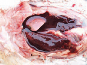 The fatty liver haemorrhagic syndrome (FLHS) is a widely prevalent sporadic disease mainly among commercial layers. The FLHS outbreaks are often associated with hot weather and a period of extensive egg-laying. The hens in the flock are overweight (on the average by 20% or more) and a sudden drop in egg production is observed. The birds are discovered
suddenly dead, with pale head skin. In the abdomen, large blood clots are detected.
