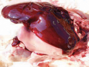 The fatty liver haemorrhagic syndrome (FLHS) is a widely prevalent sporadic disease mainly among commercial layers. The FLHS outbreaks are often associated with hot weather and a period of extensive egg-laying. The hens in the flock are overweight (on the average by 20% or more) and a sudden drop in egg production is observed. The birds are discovered
suddenly dead, with pale head skin. In the abdomen, large blood clots are detected.
