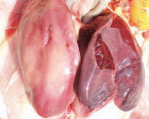 Subcapsular parenchymal haematomas are possible.